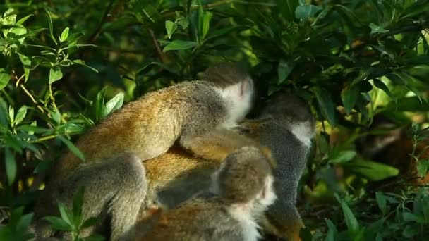 Monkey familj Grooming — Stockvideo