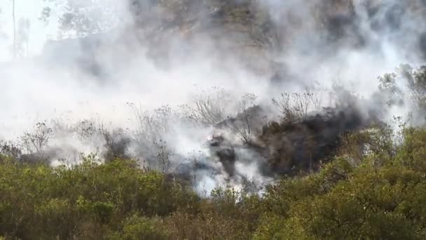 Bush yangın yakın aralığı — Stok video