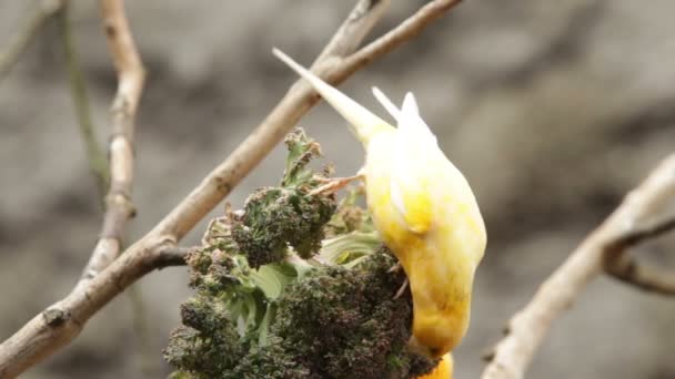 Oiseau canari domestiqué — Video