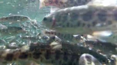 Sualtı balık çiftliği