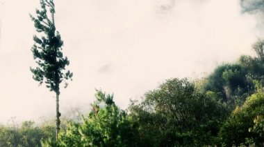 Bush yangın kaydırma slayt 2