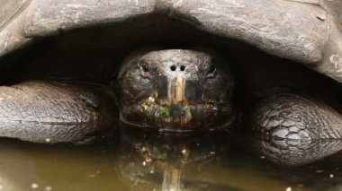 Galapagos kaplumbağası erkek sular altında