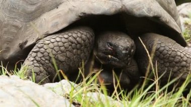 Galapagos kaplumbağası dinlenme