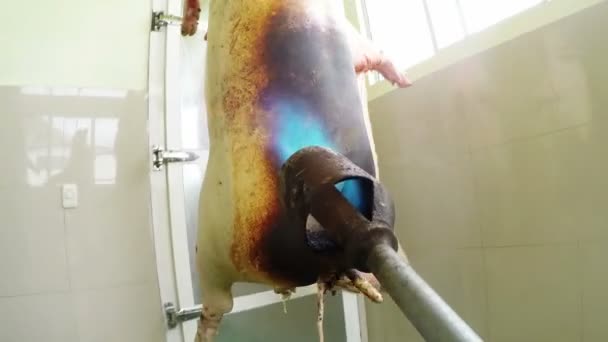 Камера на газовой горелке, поющая свиную тушу — стоковое видео
