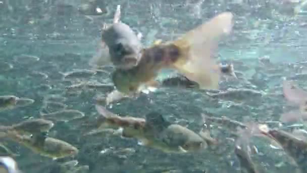 红点鲑养殖 — 图库视频影像