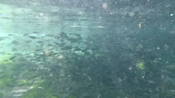 Granja de peces bajo el agua — Vídeo de stock