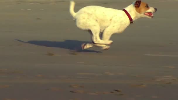 Jack Russell Terrier plaży Sprint — Wideo stockowe