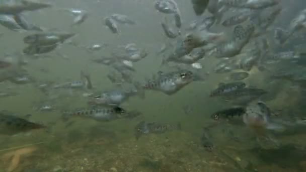 Forel landbouw onderwater — Stockvideo