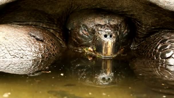 Submerged Galapagos Turtle — Stock Video