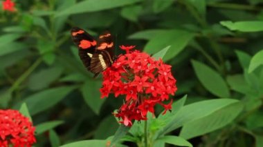 Postacı kelebek yakın çekim