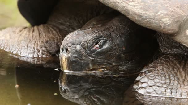 Galapagos żółw grający w wodzie — Wideo stockowe