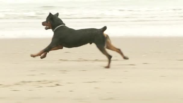 Rottweiler på stranden — Stockvideo