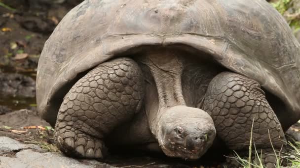 Vrouwelijke Galapagos-schildpad — Stockvideo