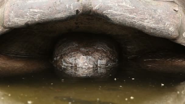 Submerged Galapagos Turtle — Stock Video