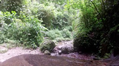 Andes Ekvador yağmur ormanında