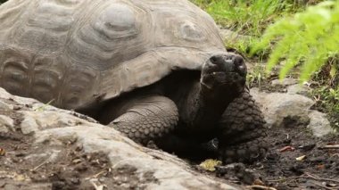 Galapagos erkek kaplumbağa