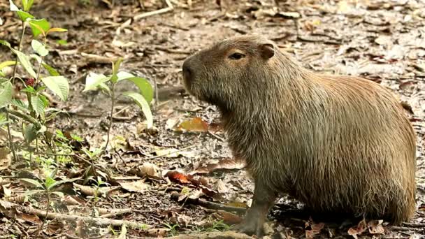 Wild capibara knaagdier — Stockvideo