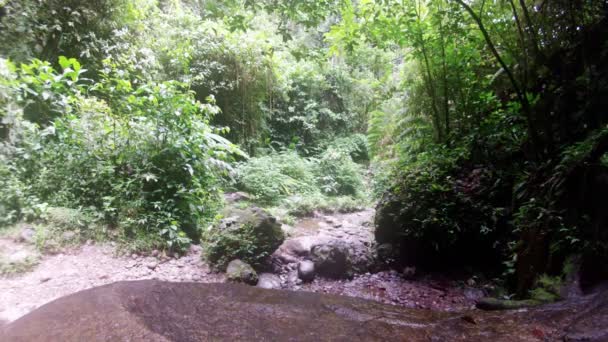 Selva tropical ecuatoriana en los Andes — Vídeos de Stock