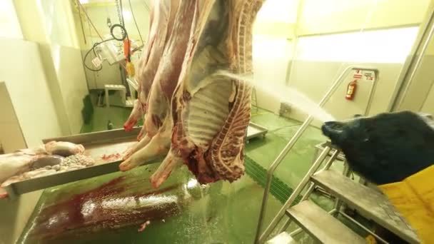 Сцена бойни Fpv Вид мясника с помощью водяного шланга на тушу животного — стоковое видео