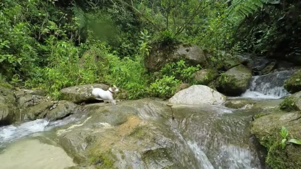Pies rzeka skok — Wideo stockowe