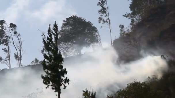 Panorámica del fuego Bush — Vídeos de Stock