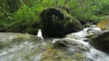 Jack Russell Terrier takip dua