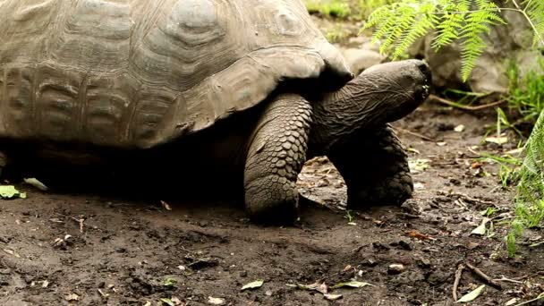Галапагосская дикая черепаха — стоковое видео