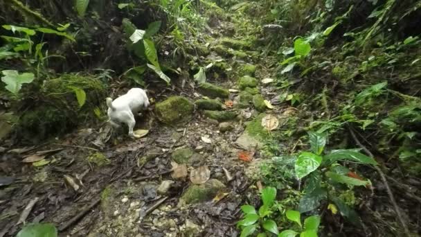 Джек Рассел Терьер нюхает в лесу — стоковое видео
