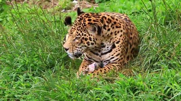 Jaguar Eating Part 3 — Stock Video