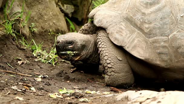 Άγρια Γκαλαπάγκος χελώνα — Αρχείο Βίντεο