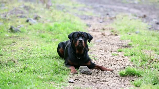 Rottweiler vs Rock 3 — Vídeo de Stock