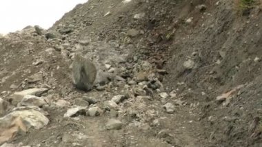 Dik Hill yavaş hareket üzerinde düşen büyük kaya