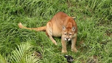 Vahşi Puma bayram