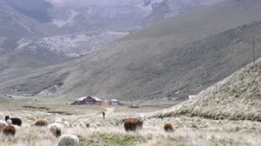 Chimborazo volkan Güney Amerika