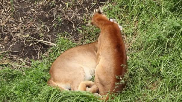 Wild Puma Feast — Stock Video