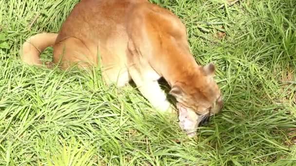 Fête du Puma sauvage 