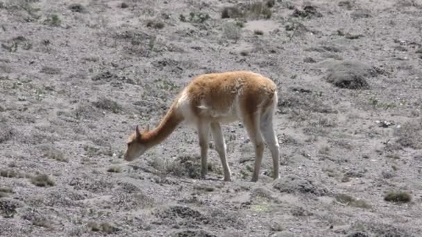 Vicuna no deserto de alta altitude no Equador — Vídeo de Stock