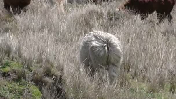 Troupeau de camélidés Alpagas — Video