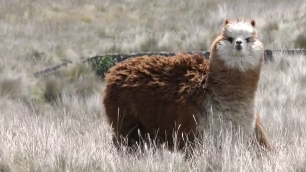 Lama Static Shot — Stockvideo