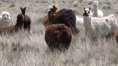 Alpacas Camelids Sürüsü