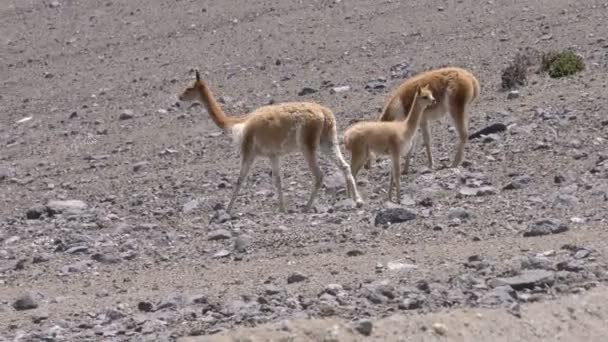 Vicuna Adultos con potro — Vídeos de Stock