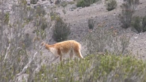 Heard Of Vicuna Camelids In Andes — Stock Video