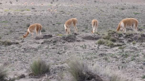 Heard Of Vicunas Camelids In Andes — Stock Video