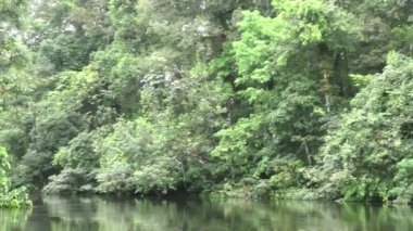 Amazon orman Nehri