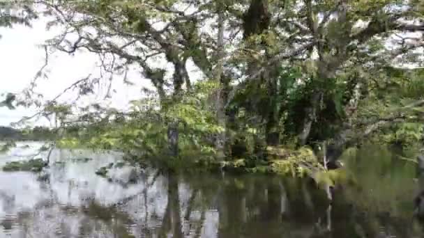 Laguna Grande Cuyabeno Reserva de Vida Selvagem — Vídeo de Stock