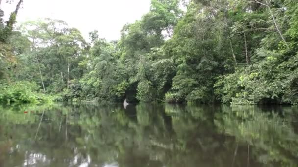 Végétation amazonienne dense 