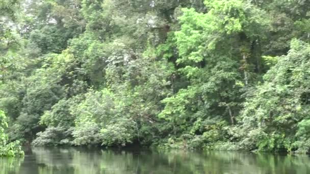 Rivière de la jungle amazonienne 