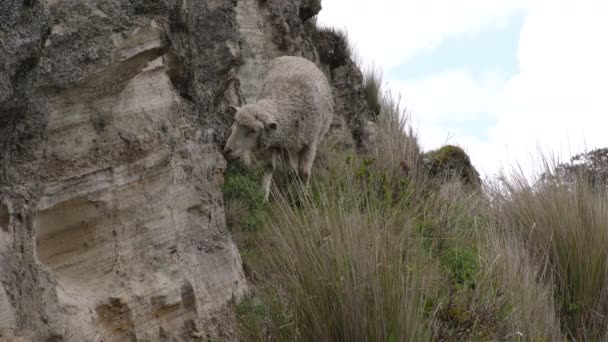 Schapen staren op camera — Stockvideo