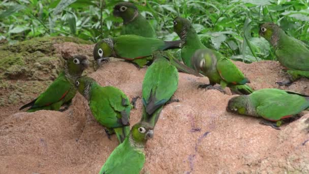 Volně žijící papoušky v amazonské džungli