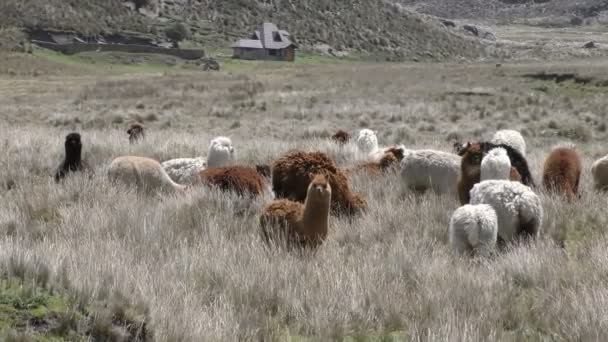 Ouviu falar de Lamas em seu habitat — Vídeo de Stock